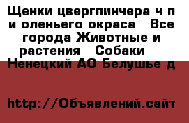 Щенки цвергпинчера ч/п и оленьего окраса - Все города Животные и растения » Собаки   . Ненецкий АО,Белушье д.